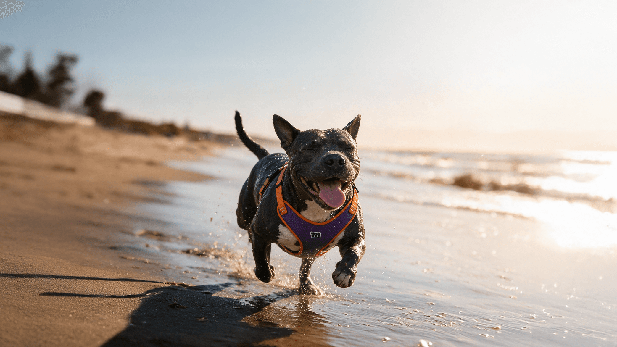 Cão correndo feliz na praia ao entardecer